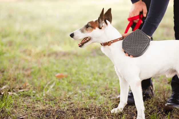 Harnesses